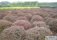 孝感周巷 優質紅繼木規格齊全，滿足多樣化綠化需求