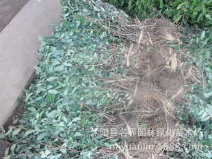 名界園林廠家常年供應灌木繡線菊——高品質苗木，專業指導價盡在農苗網