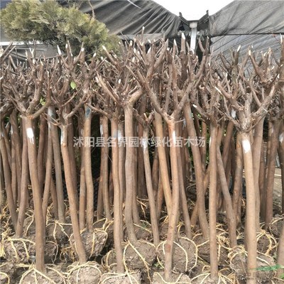 沭陽縣廣漢園林苗木場 優質苗木的綠色產業基地