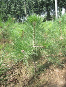 特價優質營養缽樟子松苗供應，隴縣鼎盛苗木為綠化工程提供堅實保障