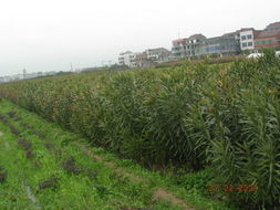 全球花木網 一站式花木產品與苗木圖片展示平臺