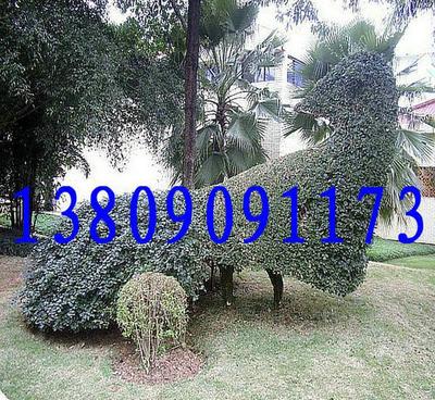 基地直銷優良品種香樟 品質、價格與選擇的全面指南